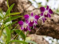 Dendrobium Orchideen an einem Baum am Tempelgelände - Wat Chalong